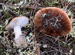 Tricholoma albobrunneum