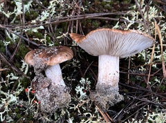Tricholoma albobrunneum