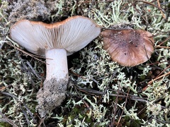 Tricholoma albobrunneum