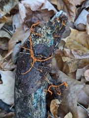 Hydnophlebia