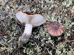 Tricholoma albobrunneum