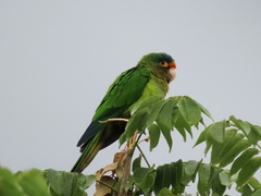 Eupsittula canicularis