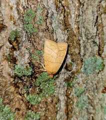 Pyreferra hesperidago