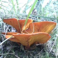 Omphalotus olearius