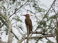 Melanerpes aurifrons