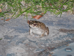 Sclerophrys mauritanica