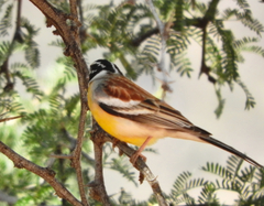 Emberiza flaviventris