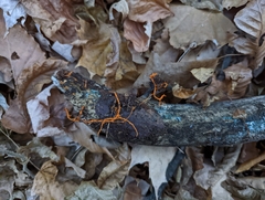 Hydnophlebia