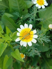 Cucullia calendulae