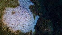 Montastraea cavernosa