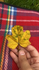 Acer nigrum