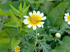Cucullia calendulae