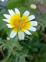 Cucullia calendulae