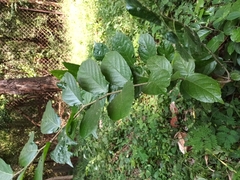 Maclura tinctoria