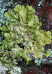 Melanelixia glabratula