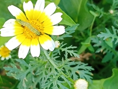 Cucullia calendulae