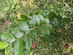 Maclura tinctoria