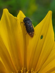 Acmaeodera ruficaudis