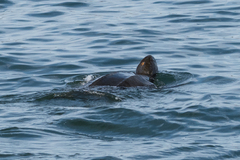 Dermochelys coriacea