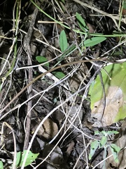 Rieppeleon kerstenii