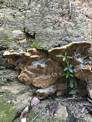 Fuscoporia