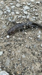 Ambystoma