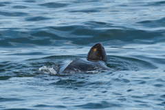 Dermochelys coriacea