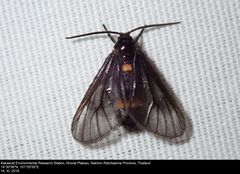 Psichotoe duvaucelii