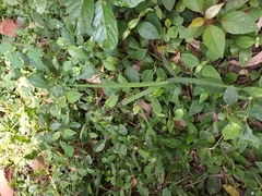 Cladium mariscus jamaicense