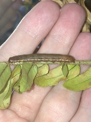 Callopistria floridensis