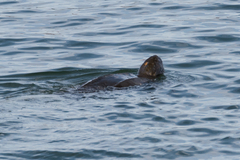 Dermochelys coriacea