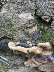 Fuscoporia