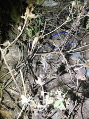 Rieppeleon kerstenii