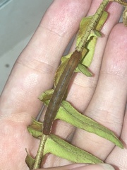 Callopistria floridensis