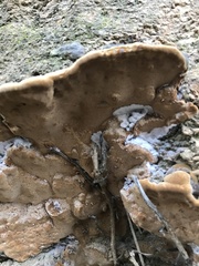 Fuscoporia