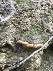 Fuscoporia