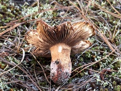 Russula ventricosipes