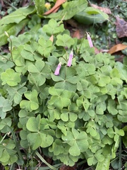 Oxalis articulata