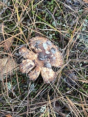 Russula ventricosipes