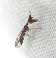 Leptomantispa pulchella