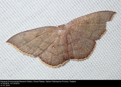 Pseudhyria rubra