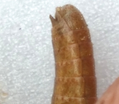 Aptenopedes