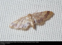 Idaea trypheropa