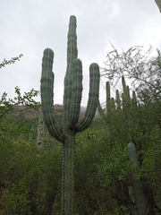 Pachycereus