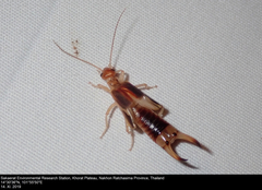 Labidura riparia