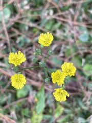 Youngia