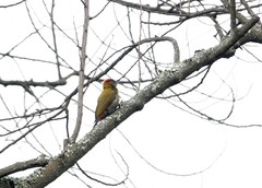 Chloropicus griseocephalus