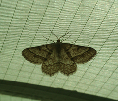 Isturgia murinaria