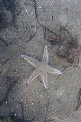 Astropecten armatus