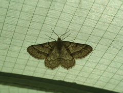 Isturgia murinaria